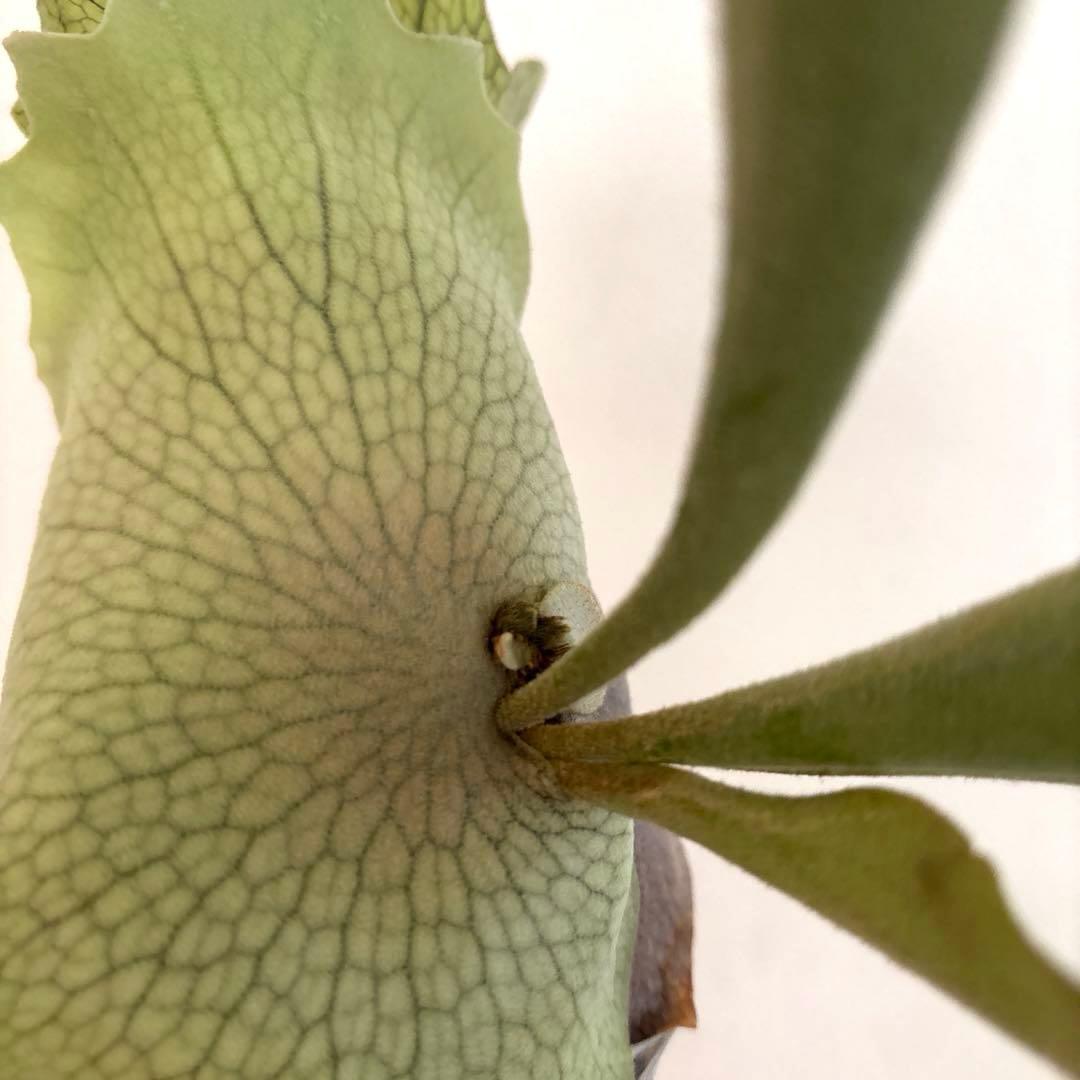 ※子株　ビカクシダ　アッキー　Akki 子株①