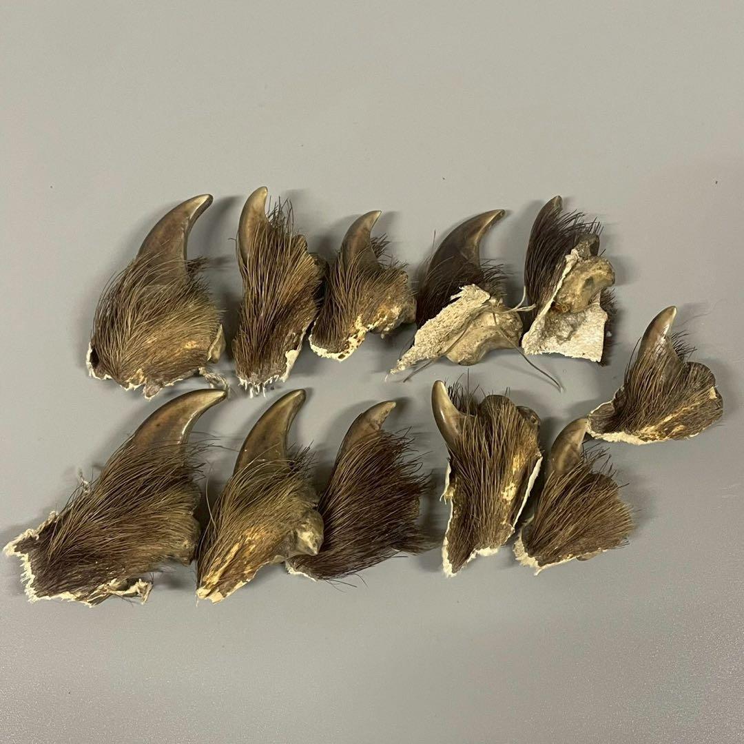 ツキノワグマ　熊爪　毛あり　11点セット　まとめ売り　/M1