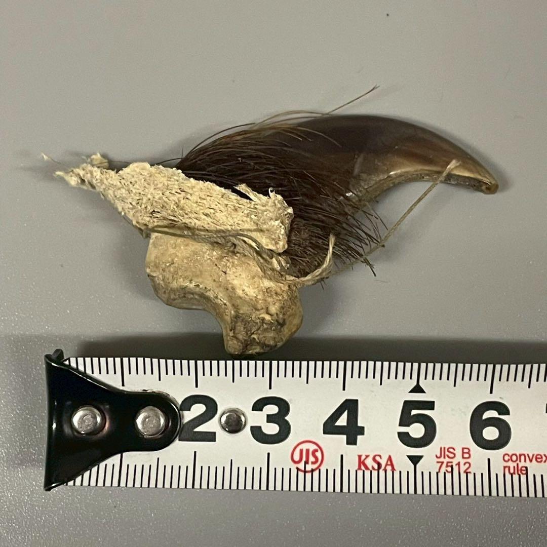 ツキノワグマ　熊爪　毛あり　11点セット　まとめ売り　/M1