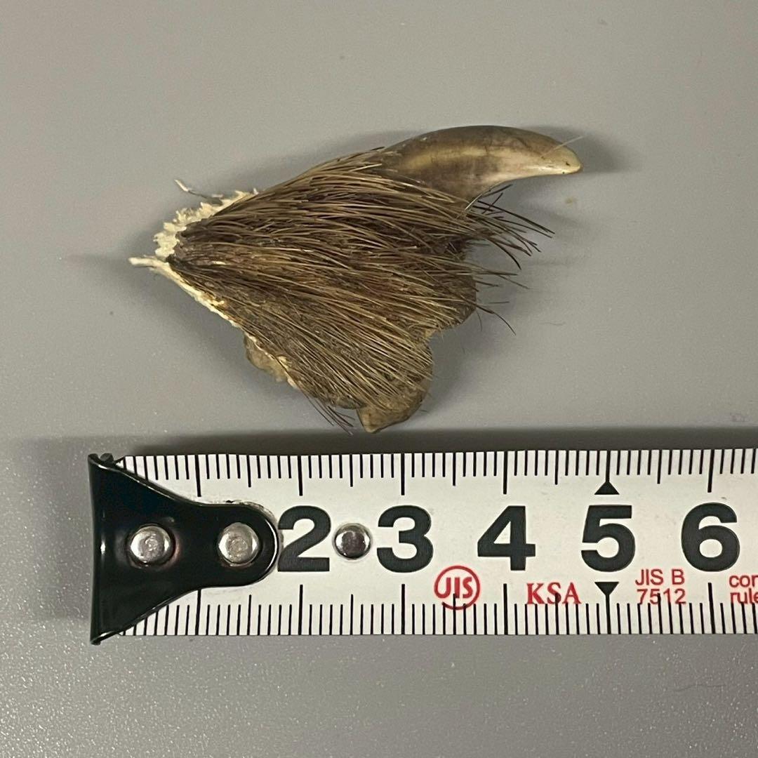 ツキノワグマ　熊爪　毛あり　11点セット　まとめ売り　/M1