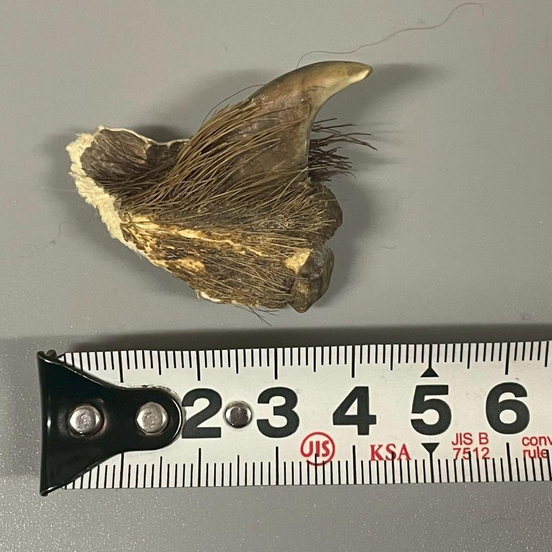 ツキノワグマ　熊爪　毛あり　11点セット　まとめ売り　/M1