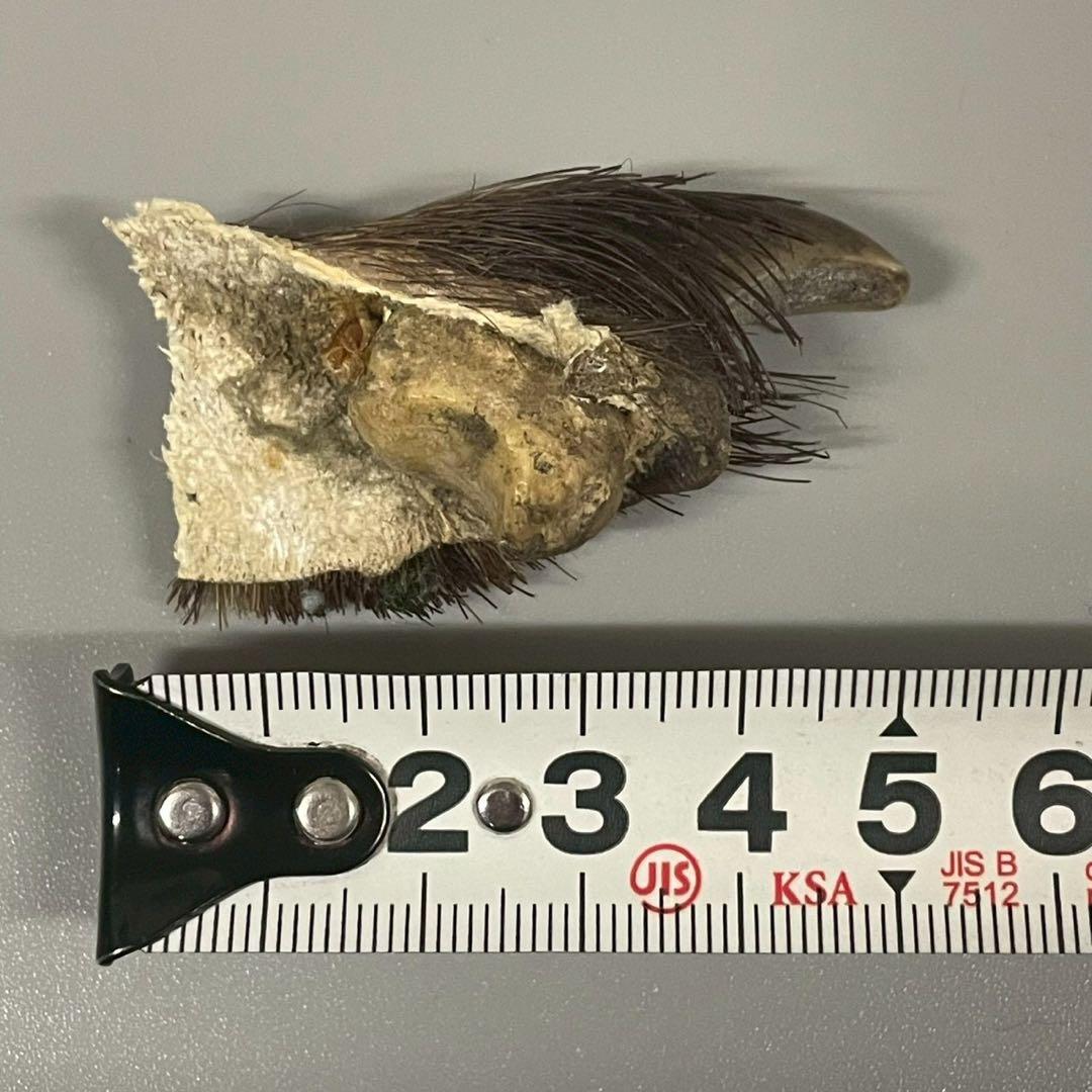 ツキノワグマ　熊爪　毛あり　11点セット　まとめ売り　/M1