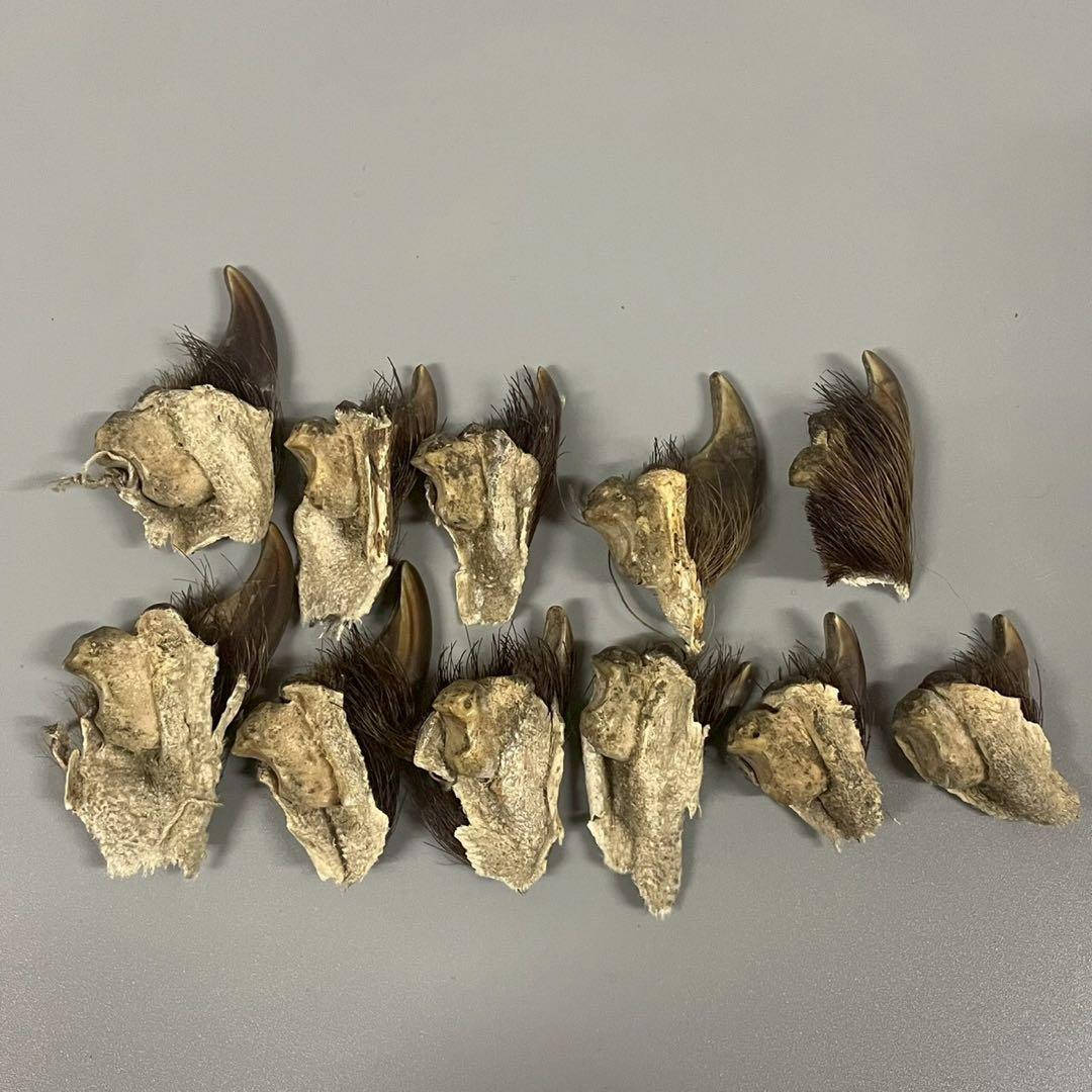ツキノワグマ　熊爪　毛あり　11点セット　まとめ売り　/M1