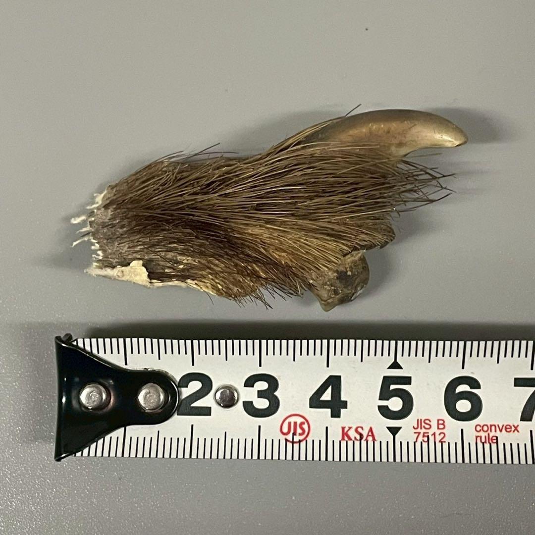 ツキノワグマ　熊爪　毛あり　11点セット　まとめ売り　/M1