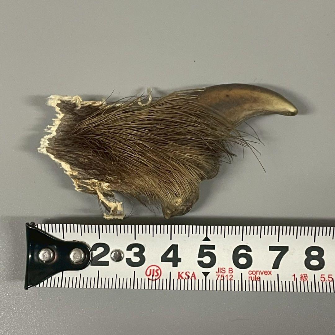 ツキノワグマ　熊爪　毛あり　11点セット　まとめ売り　/M1
