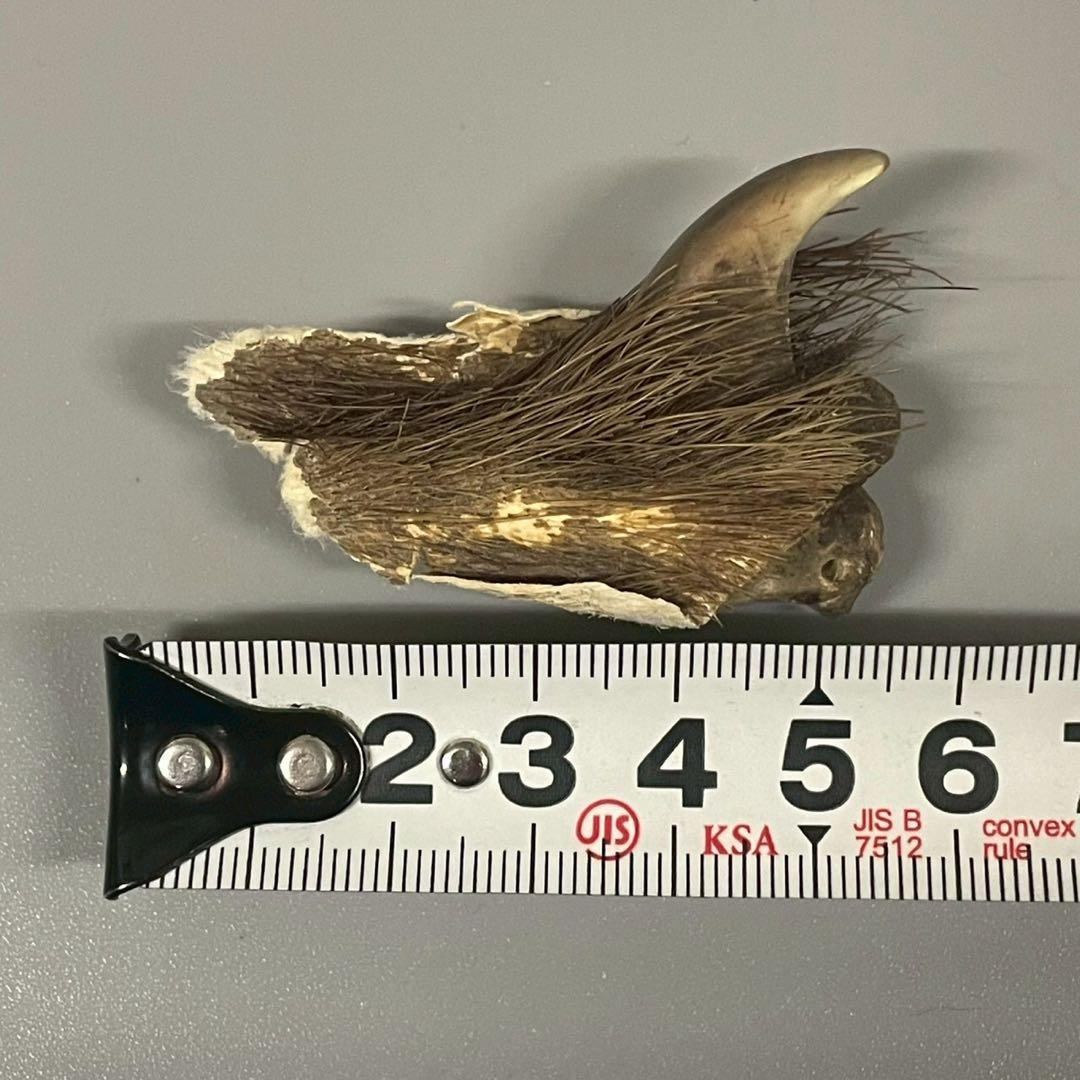 ツキノワグマ　熊爪　毛あり　11点セット　まとめ売り　/M1