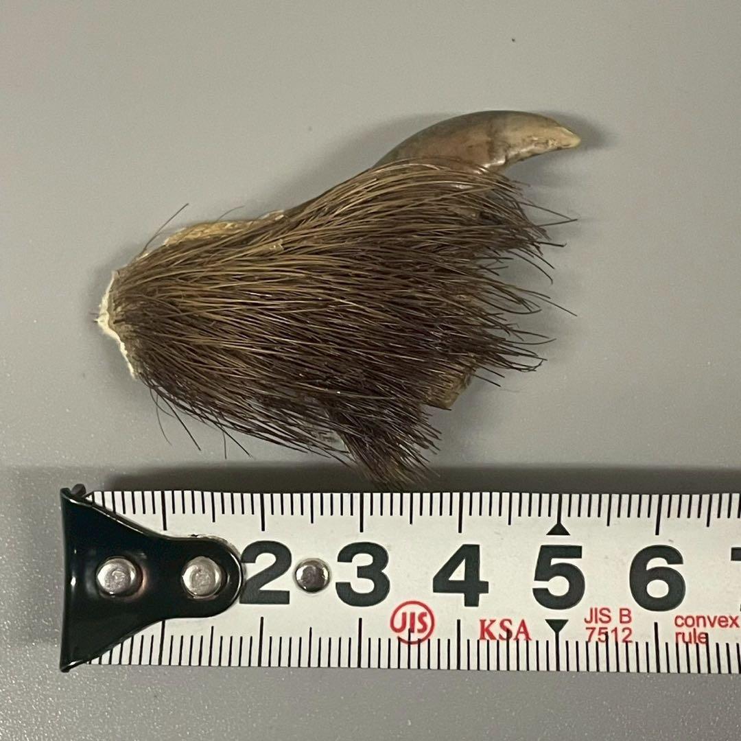 ツキノワグマ　熊爪　毛あり　11点セット　まとめ売り　/M1