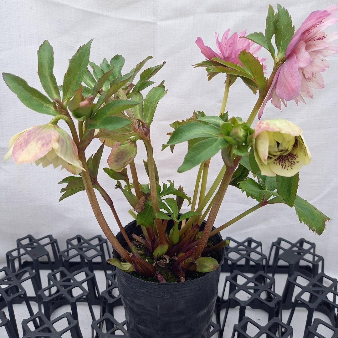 ブロッチ、2種植え⭐クリスマスローズ、苗、開花株