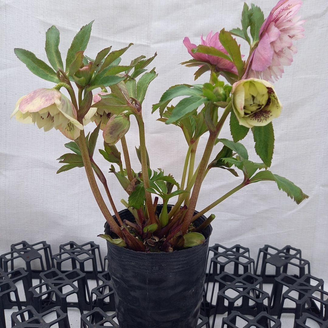 ブロッチ、2種植え⭐クリスマスローズ、苗、開花株