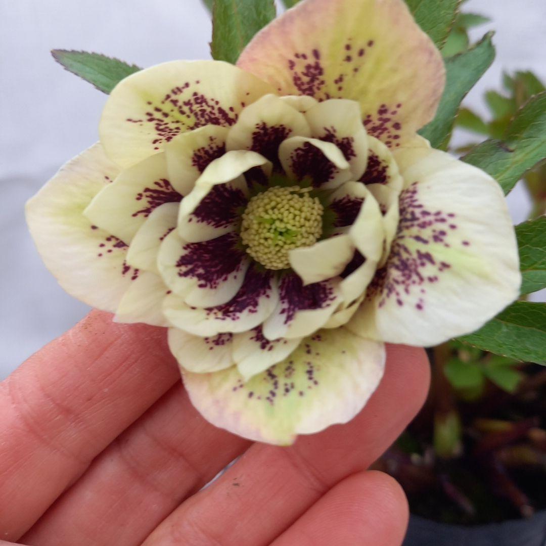 ブロッチ、2種植え⭐クリスマスローズ、苗、開花株