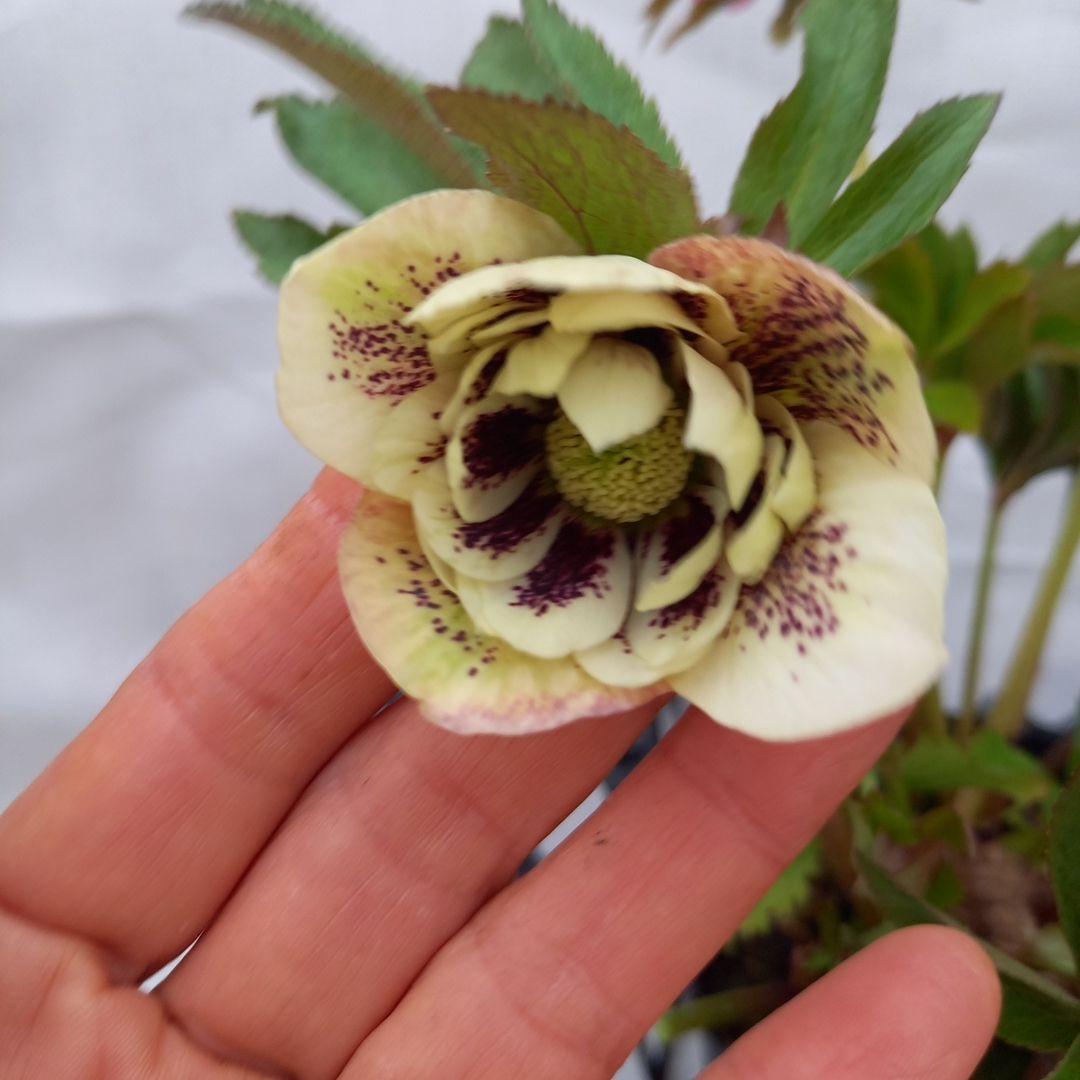 ブロッチ、2種植え⭐クリスマスローズ、苗、開花株