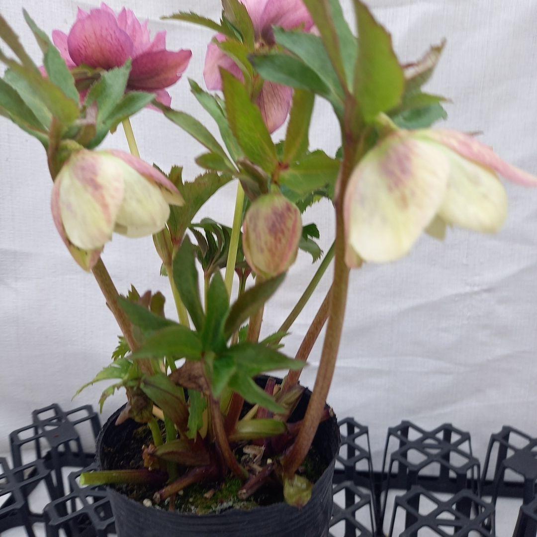 ブロッチ、2種植え⭐クリスマスローズ、苗、開花株