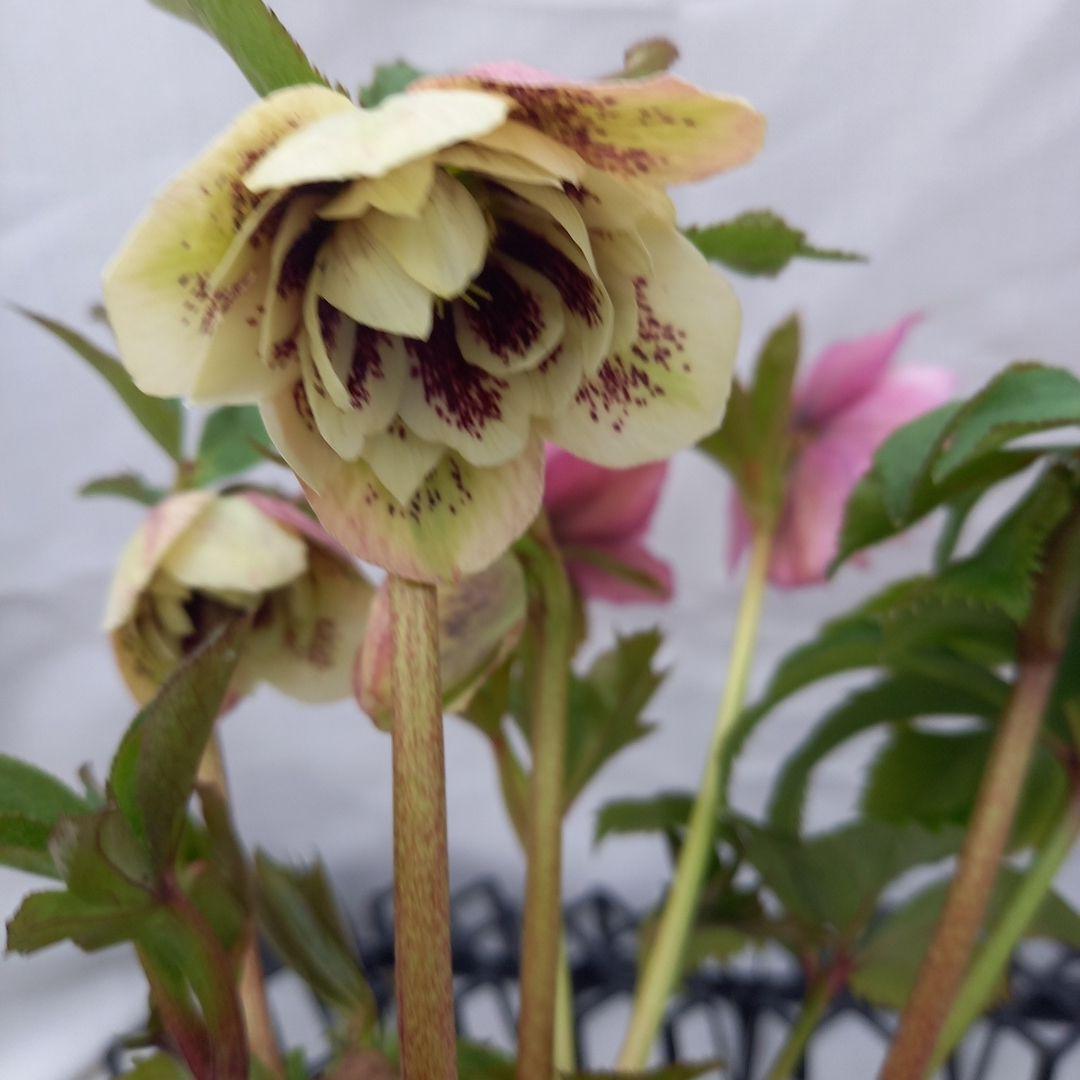 ブロッチ、2種植え⭐クリスマスローズ、苗、開花株