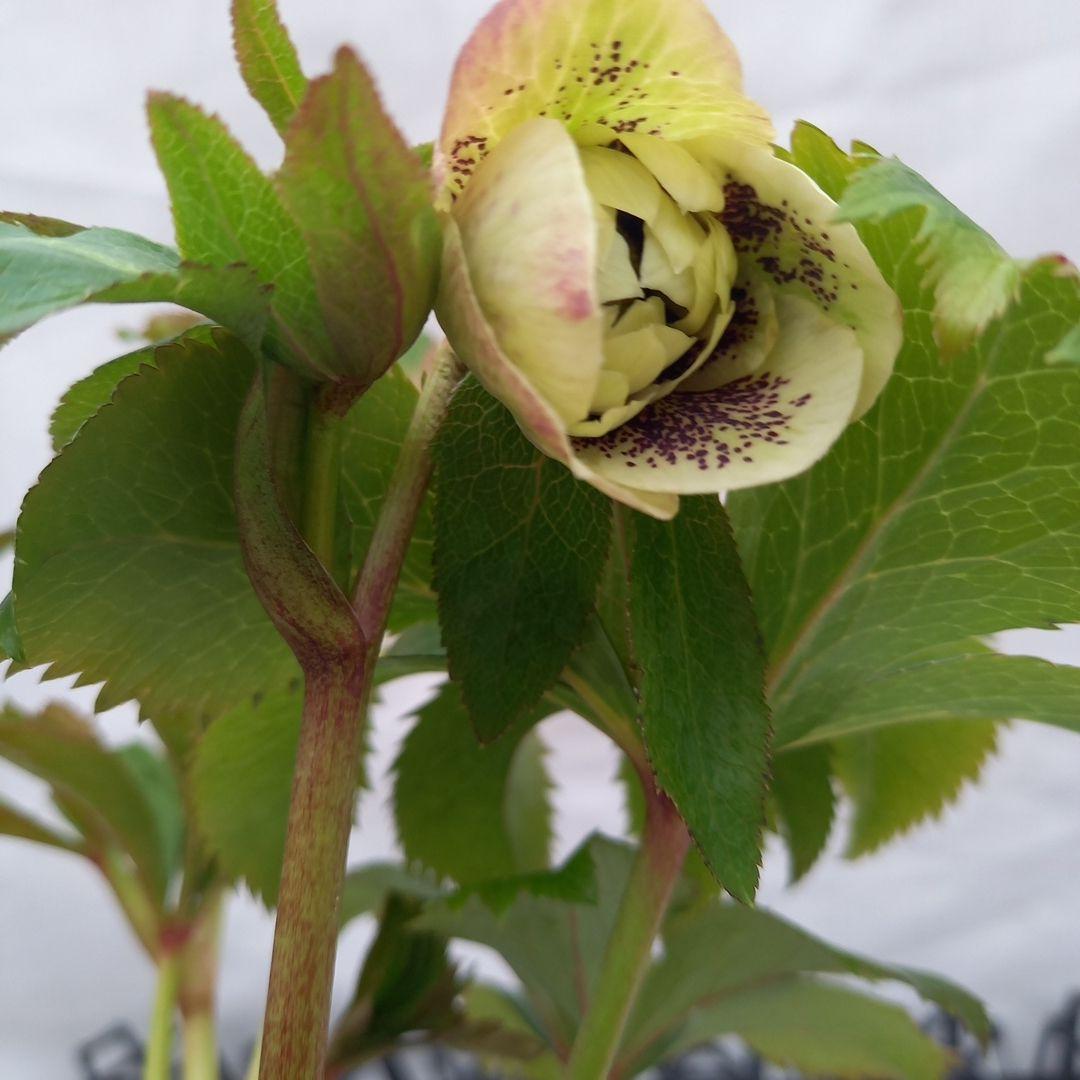 ブロッチ、2種植え⭐クリスマスローズ、苗、開花株