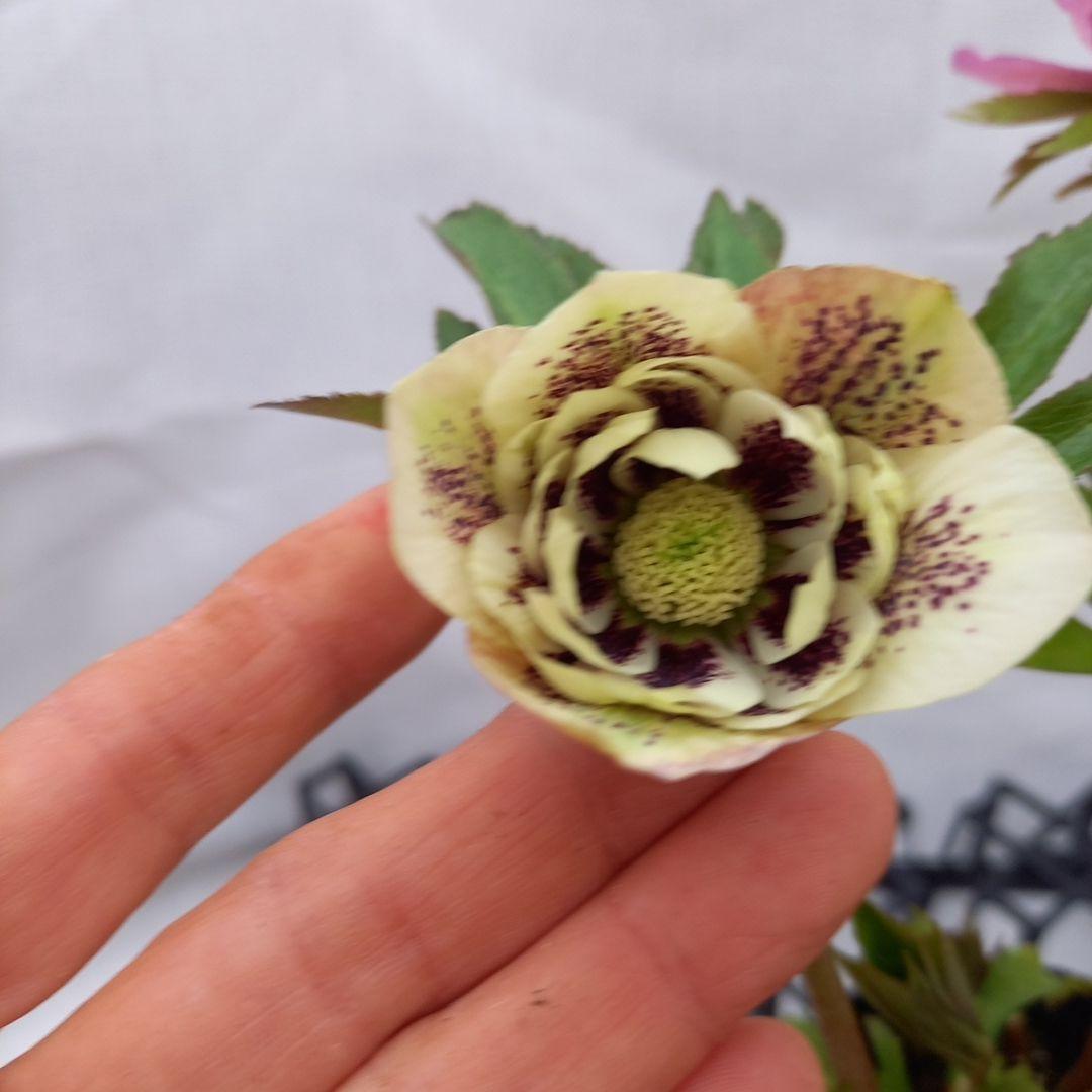 ブロッチ、2種植え⭐クリスマスローズ、苗、開花株