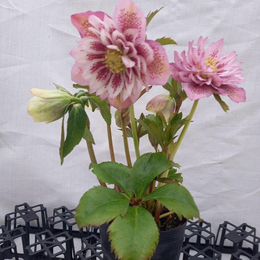 ブロッチ、2種植え⭐クリスマスローズ、苗、開花株