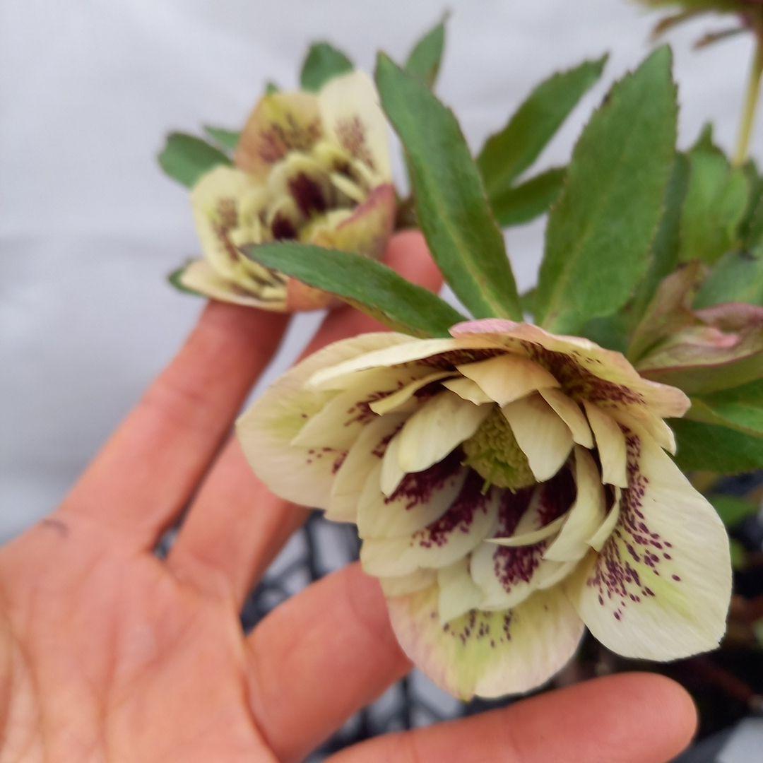 ブロッチ、2種植え⭐クリスマスローズ、苗、開花株