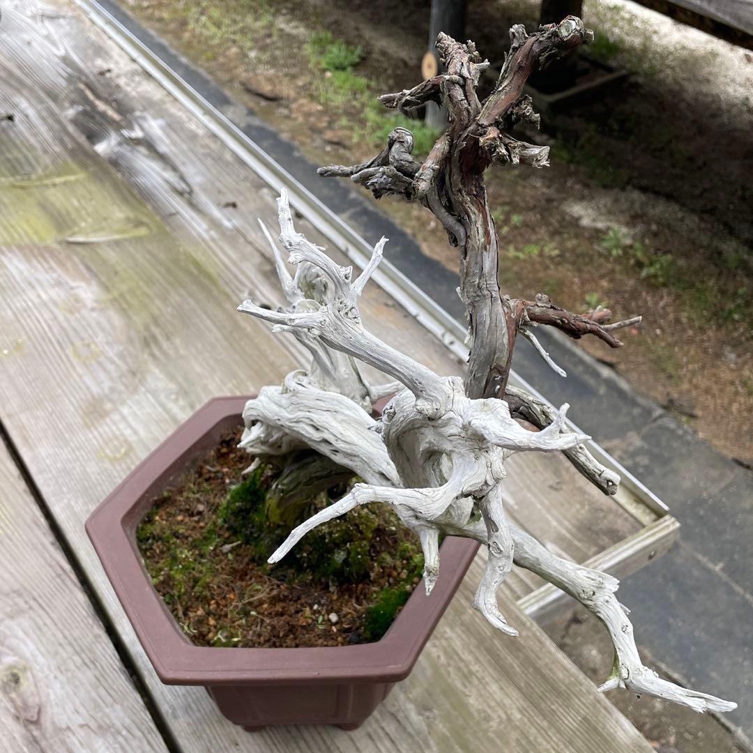 枯れ盆栽[真柏]【鉢鉢なし】☆ドライアート創作盆栽用