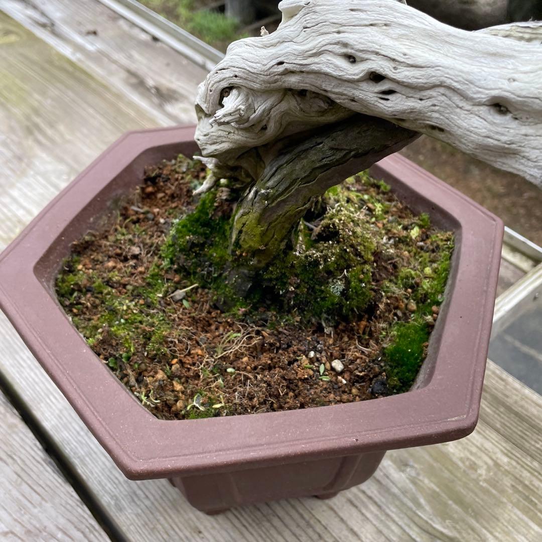 枯れ盆栽[真柏]【鉢鉢なし】☆ドライアート創作盆栽用