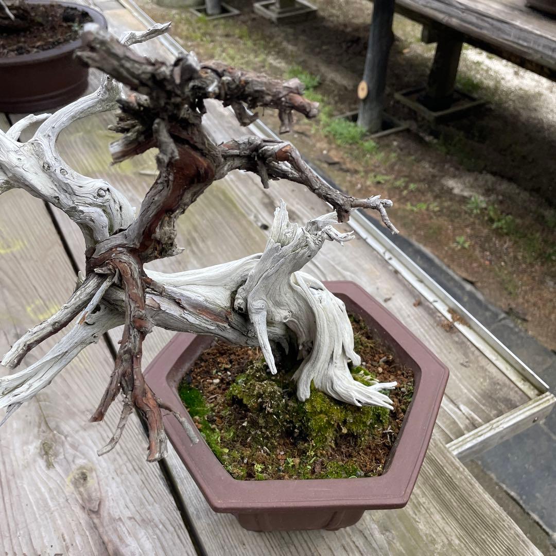 枯れ盆栽[真柏]【鉢鉢なし】☆ドライアート創作盆栽用