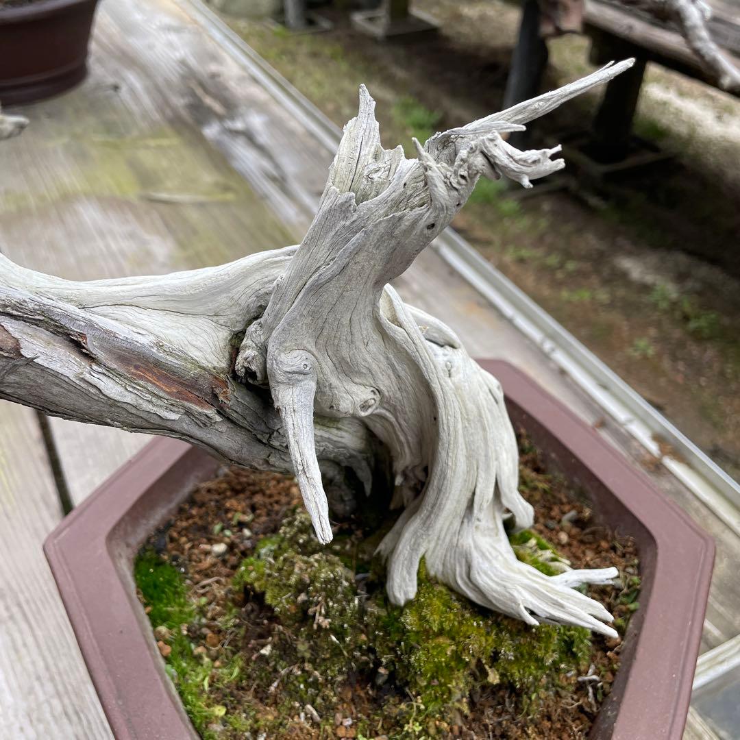 枯れ盆栽[真柏]【鉢鉢なし】☆ドライアート創作盆栽用