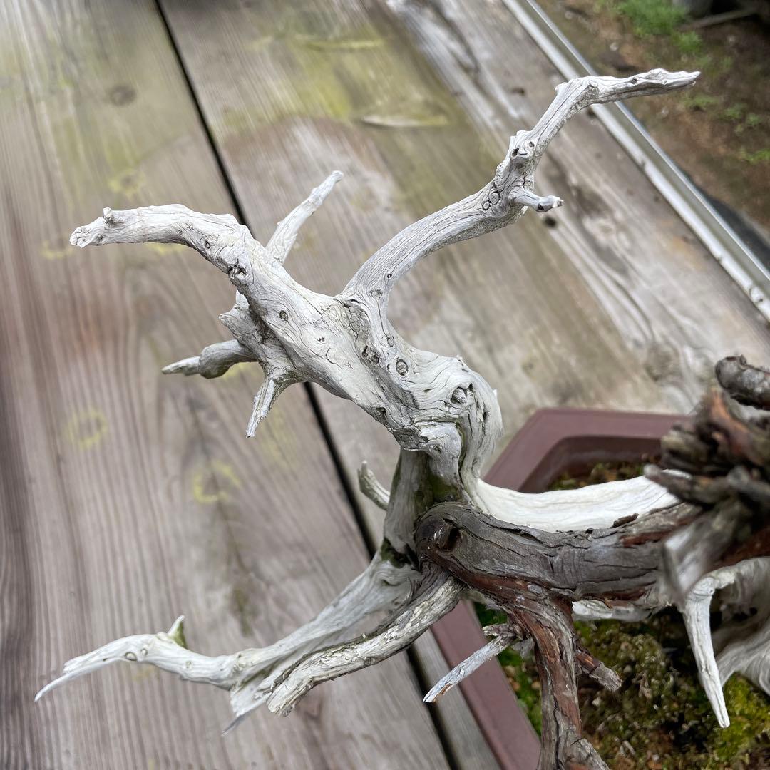 枯れ盆栽[真柏]【鉢鉢なし】☆ドライアート創作盆栽用