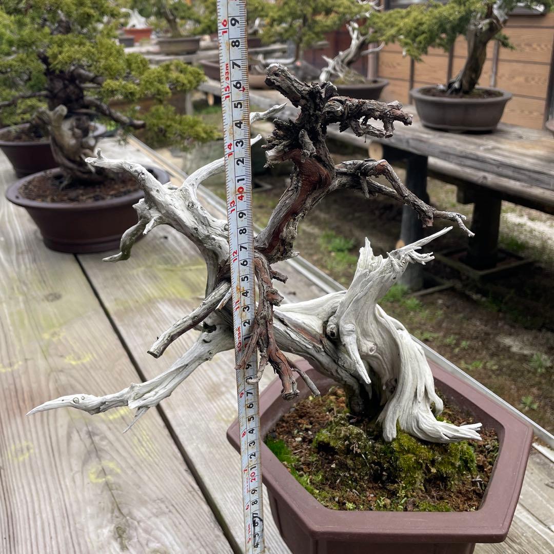 枯れ盆栽[真柏]【鉢鉢なし】☆ドライアート創作盆栽用