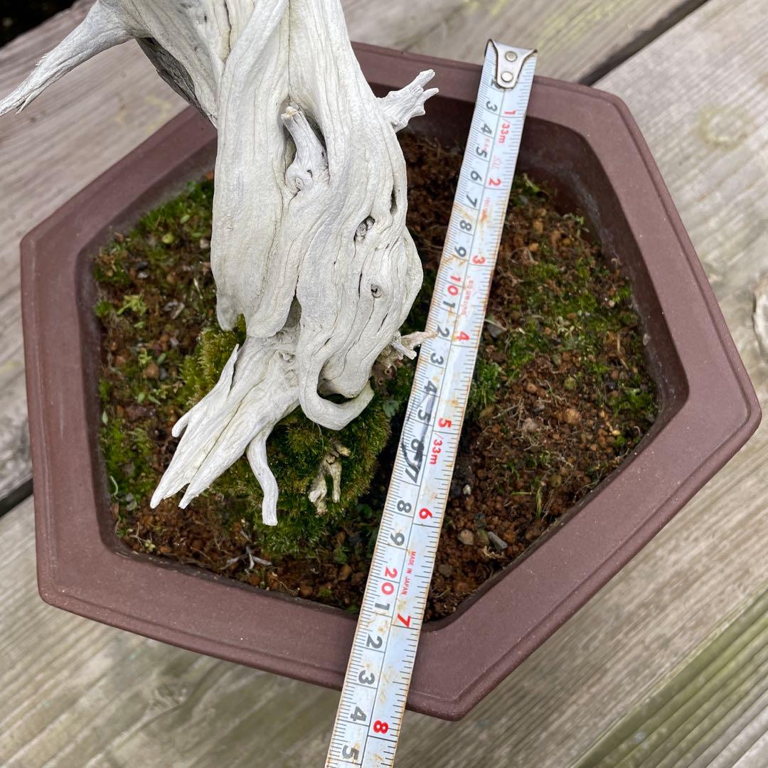 枯れ盆栽[真柏]【鉢鉢なし】☆ドライアート創作盆栽用