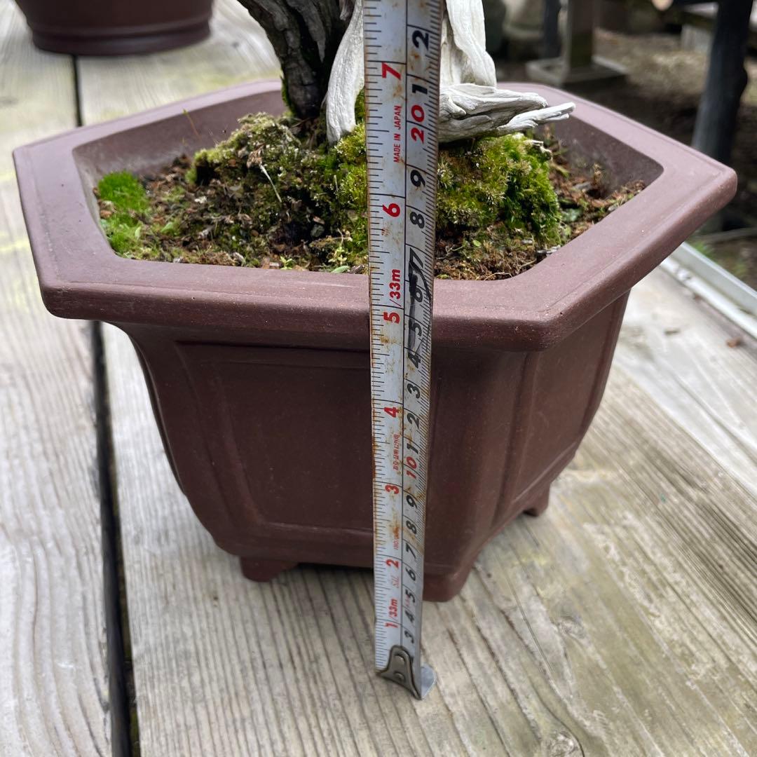 枯れ盆栽[真柏]【鉢鉢なし】☆ドライアート創作盆栽用