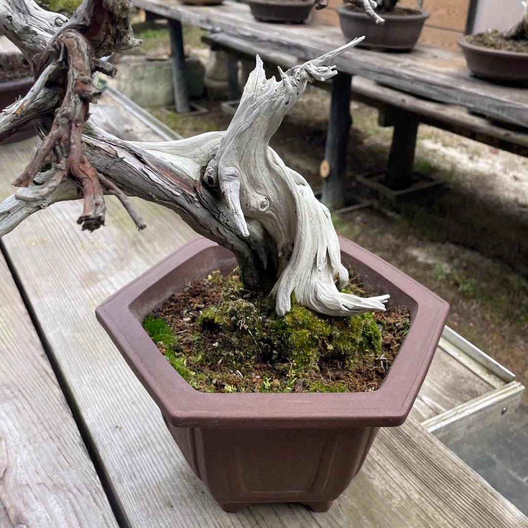 枯れ盆栽[真柏]【鉢鉢なし】☆ドライアート創作盆栽用