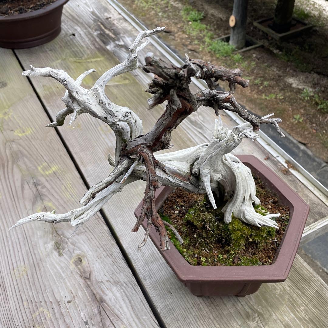 枯れ盆栽[真柏]【鉢鉢なし】☆ドライアート創作盆栽用