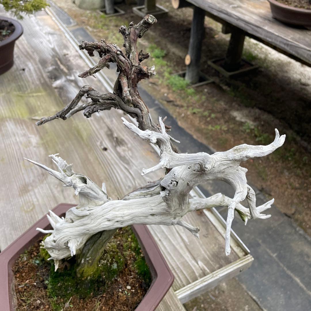 枯れ盆栽[真柏]【鉢鉢なし】☆ドライアート創作盆栽用