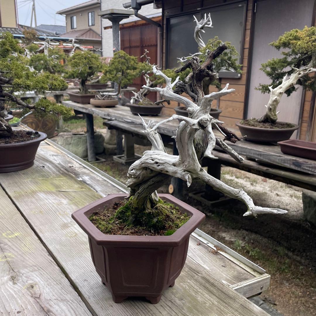 枯れ盆栽[真柏]【鉢鉢なし】☆ドライアート創作盆栽用