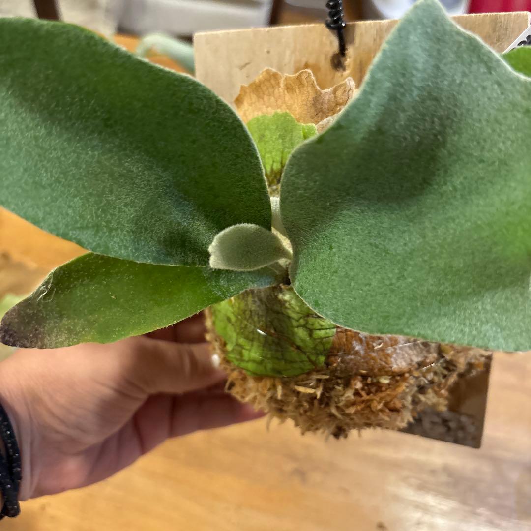 P.sailor moon OCスノークイーン Ｆ306ビカクシダ