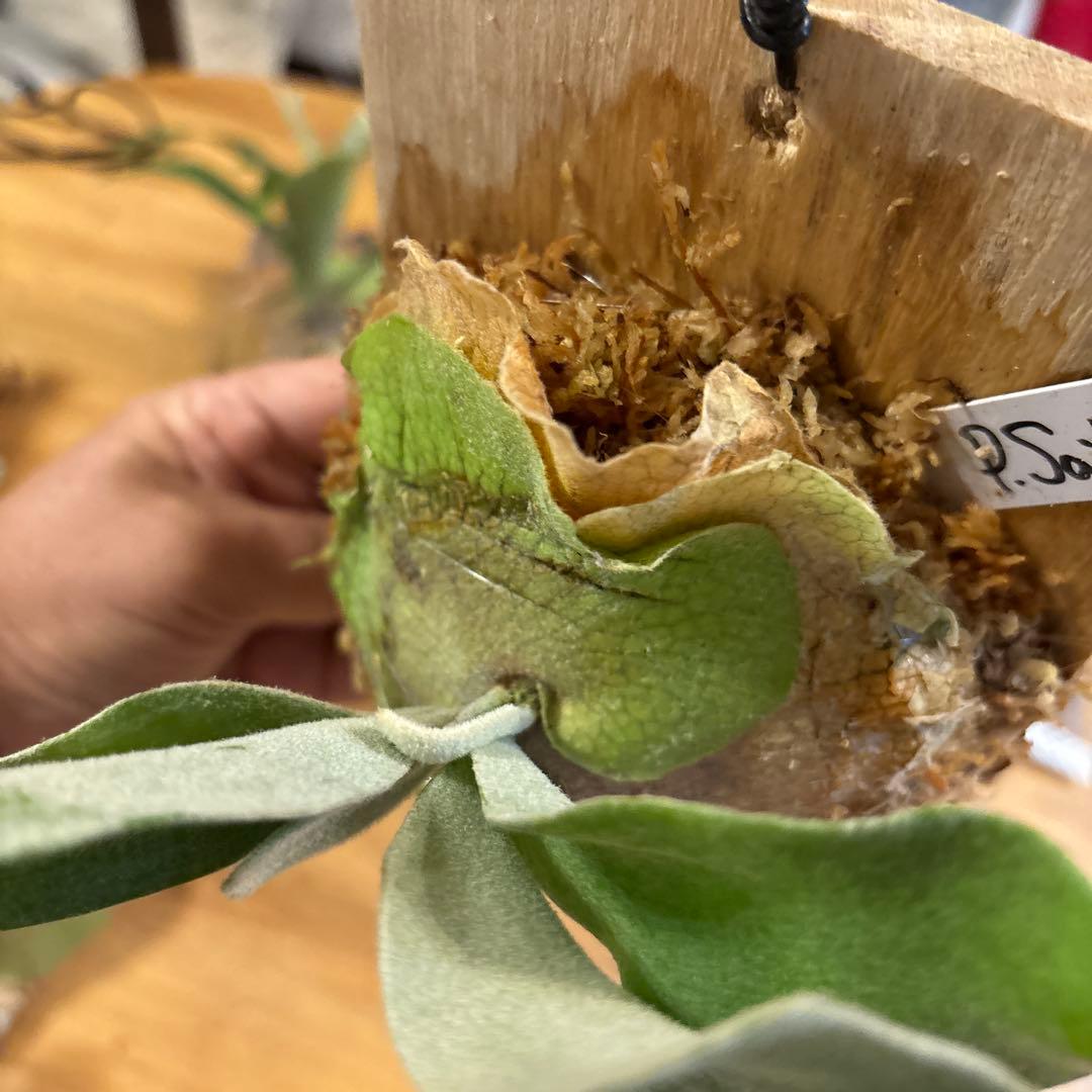 P.sailor moon OCスノークイーン Ｆ306ビカクシダ