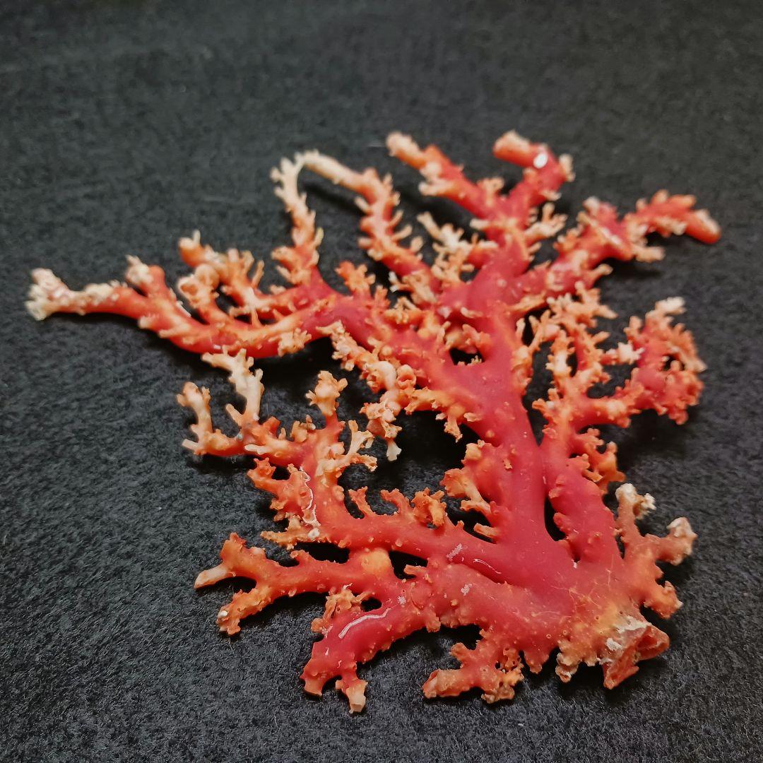Y2678-3 国産赤珊瑚原木 血赤珊瑚 総重量77.7g 太軸