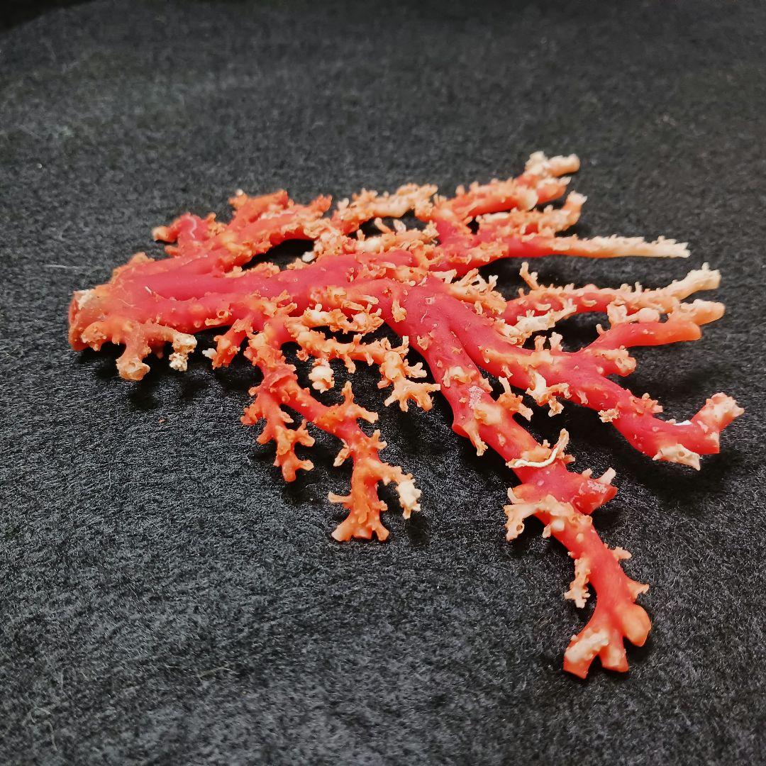 Y2678-3 国産赤珊瑚原木 血赤珊瑚 総重量77.7g 太軸