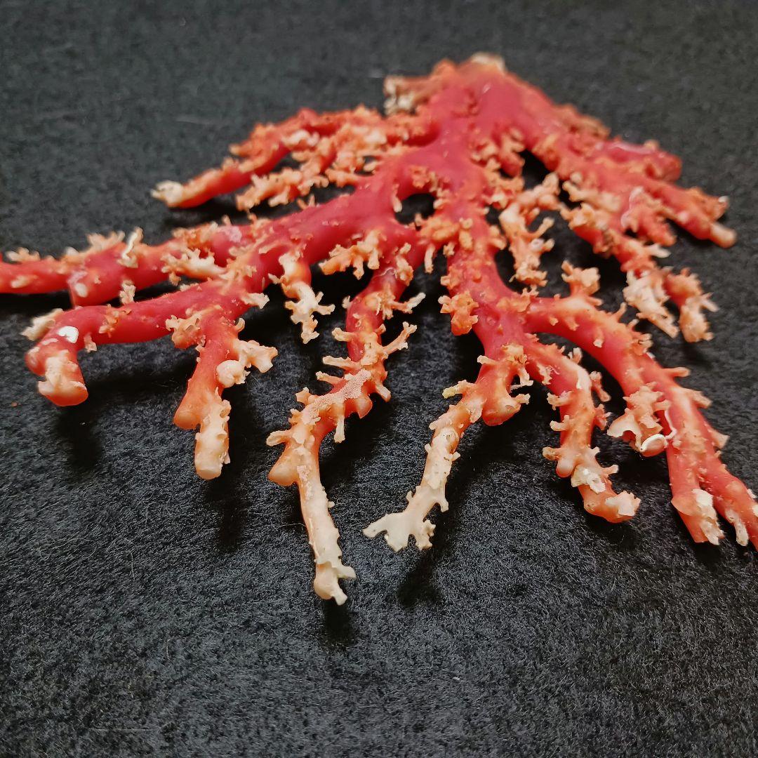 Y2678-3 国産赤珊瑚原木 血赤珊瑚 総重量77.7g 太軸