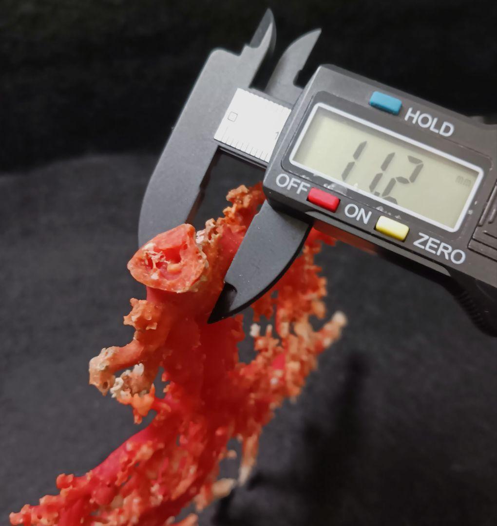 Y2678-3 国産赤珊瑚原木 血赤珊瑚 総重量77.7g 太軸