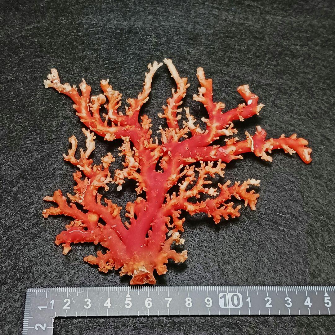 Y2678-3 国産赤珊瑚原木 血赤珊瑚 総重量77.7g 太軸