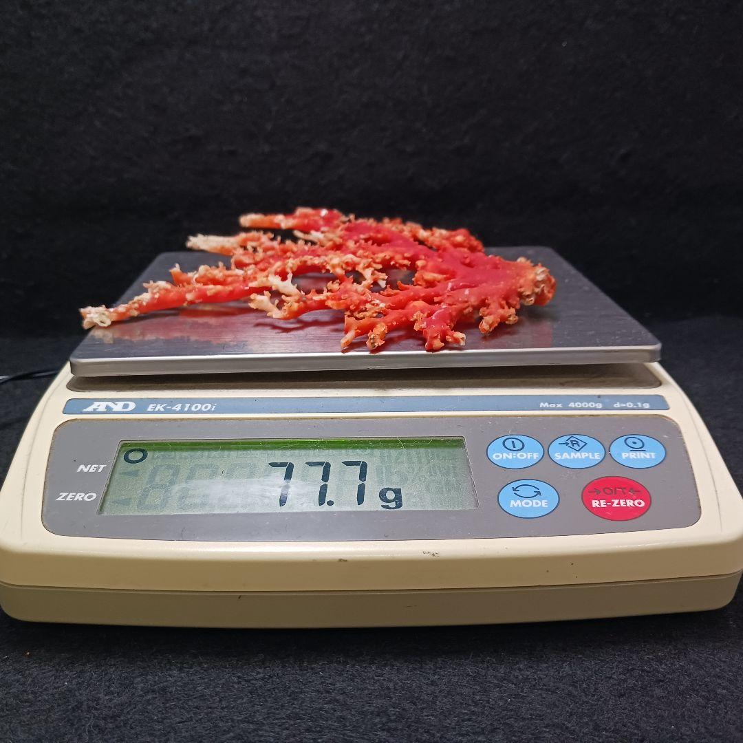 Y2678-3 国産赤珊瑚原木 血赤珊瑚 総重量77.7g 太軸