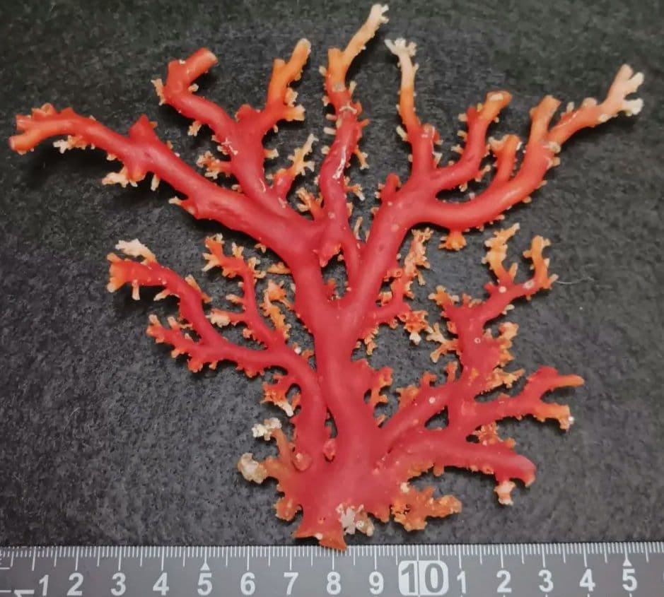 Y2678-3 国産赤珊瑚原木 血赤珊瑚 総重量77.7g 太軸