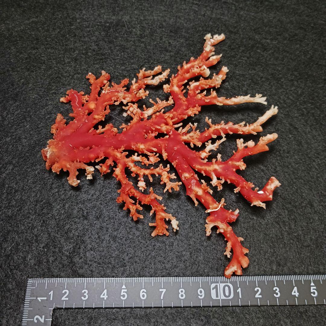 Y2678-3 国産赤珊瑚原木 血赤珊瑚 総重量77.7g 太軸