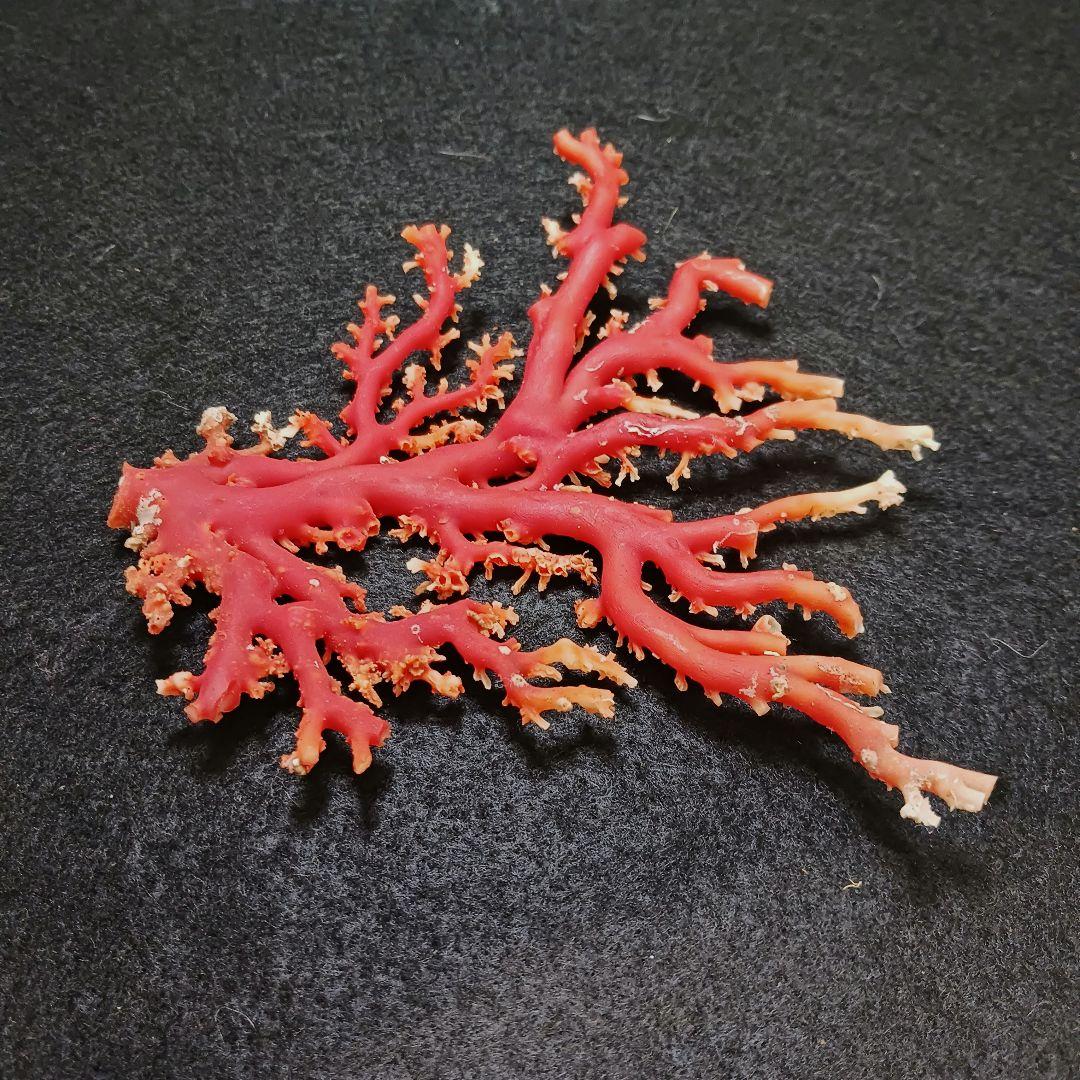 Y2678-3 国産赤珊瑚原木 血赤珊瑚 総重量77.7g 太軸