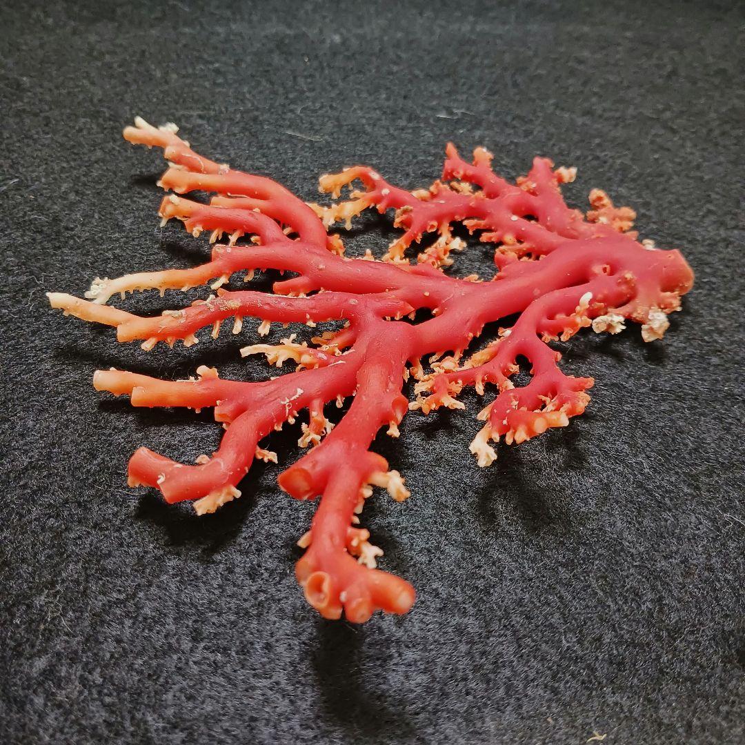 Y2678-3 国産赤珊瑚原木 血赤珊瑚 総重量77.7g 太軸