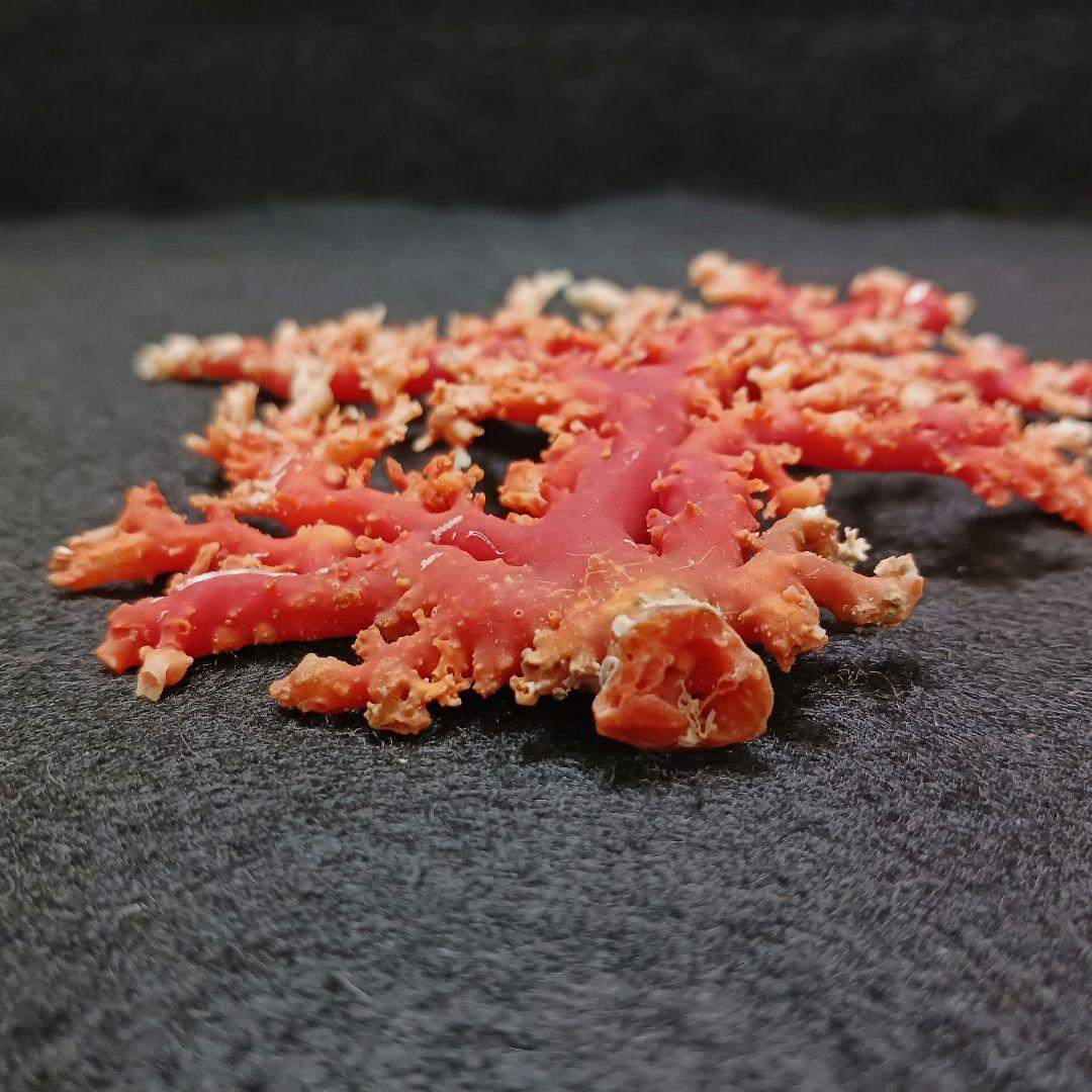 Y2678-3 国産赤珊瑚原木 血赤珊瑚 総重量77.7g 太軸