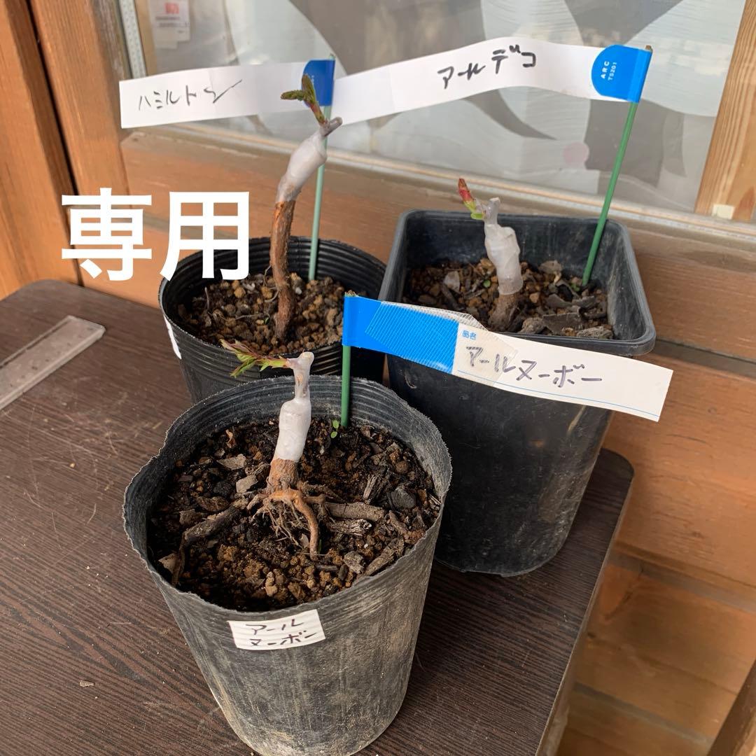 【専用】 接木新苗 3苗セット バラ苗 薔薇 苗