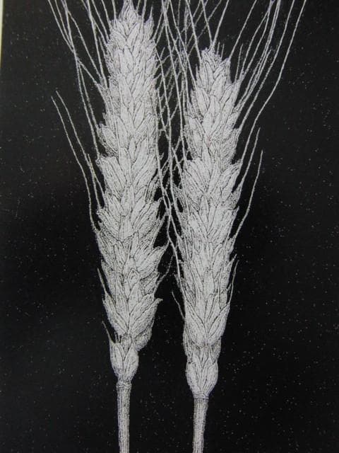 緒方洪章、『麦』、希少画集より、状態良好、新品木製額・額装付