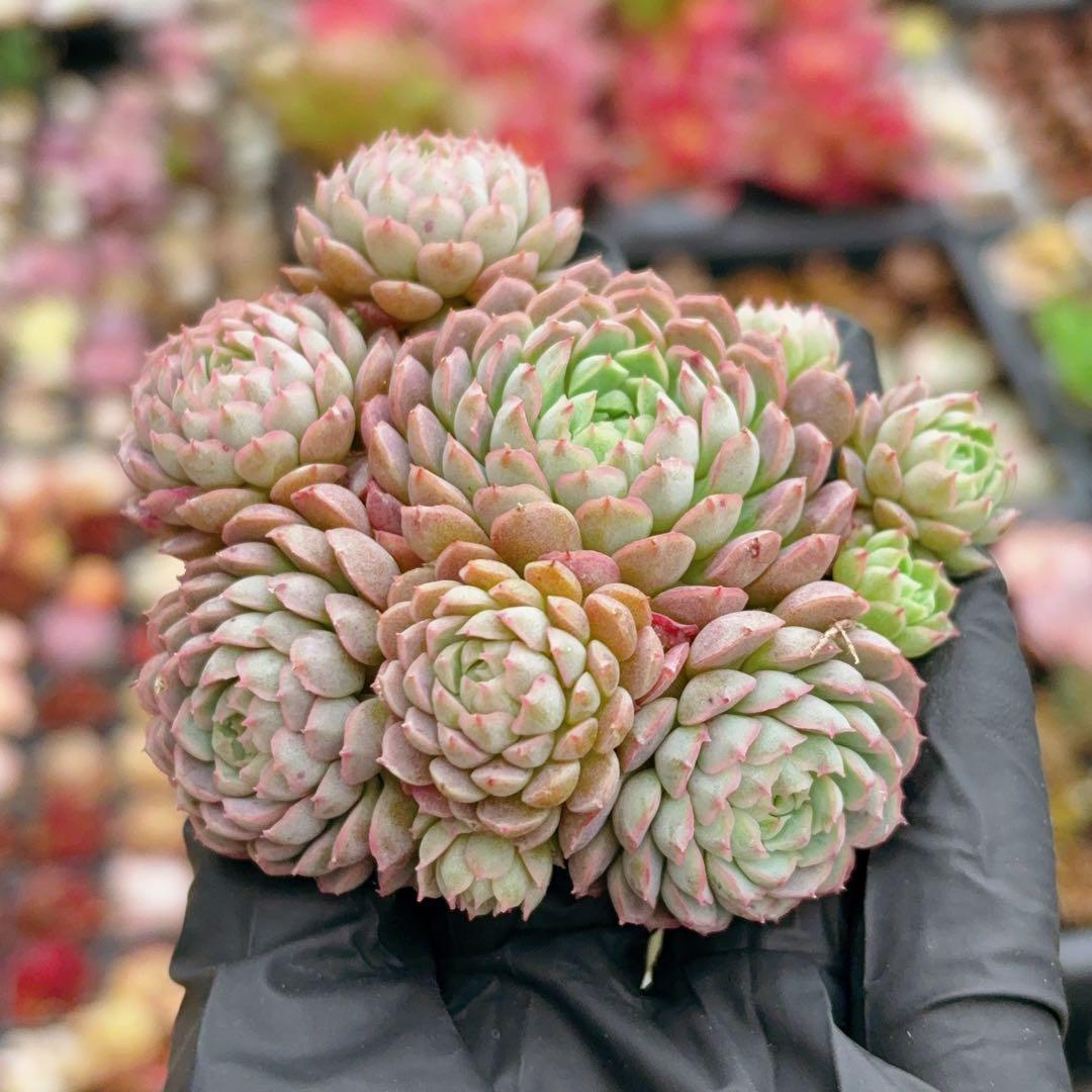 rainbow♡プロフ見てね☆