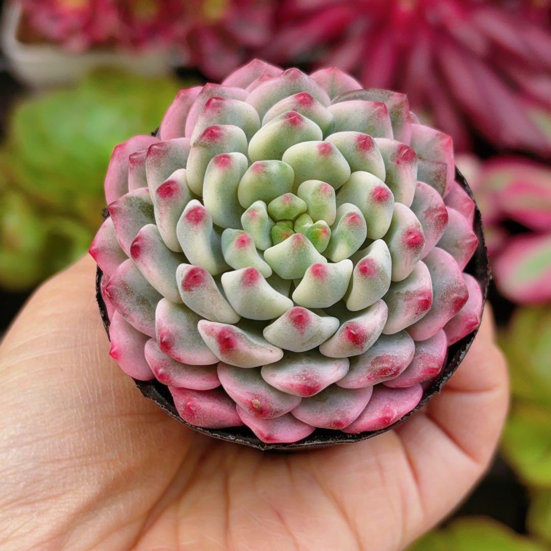 rainbow♡プロフ見てね☆